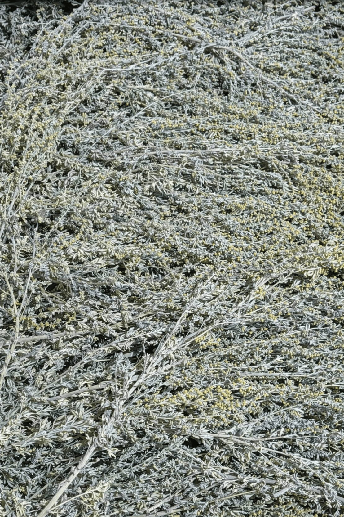 Пелин – стрък