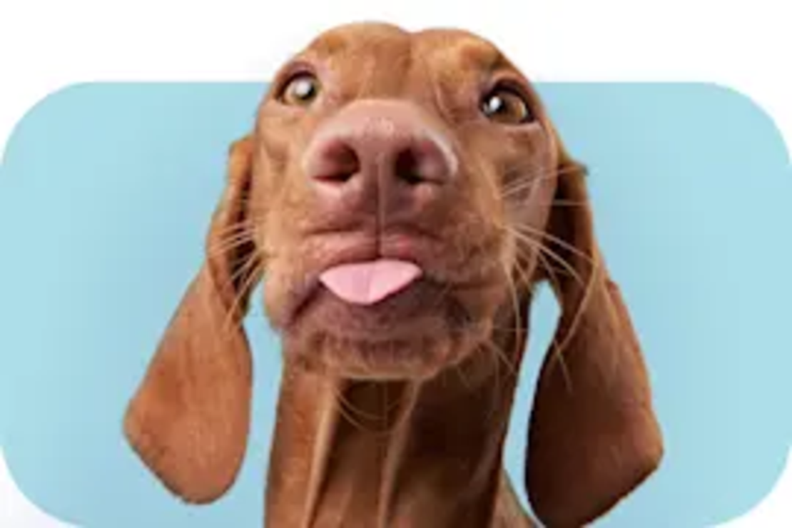 Храна за Котки Essential Foods The Panther за Кастрирани Котки с Пилешки Филенца и Пуешко Пауч