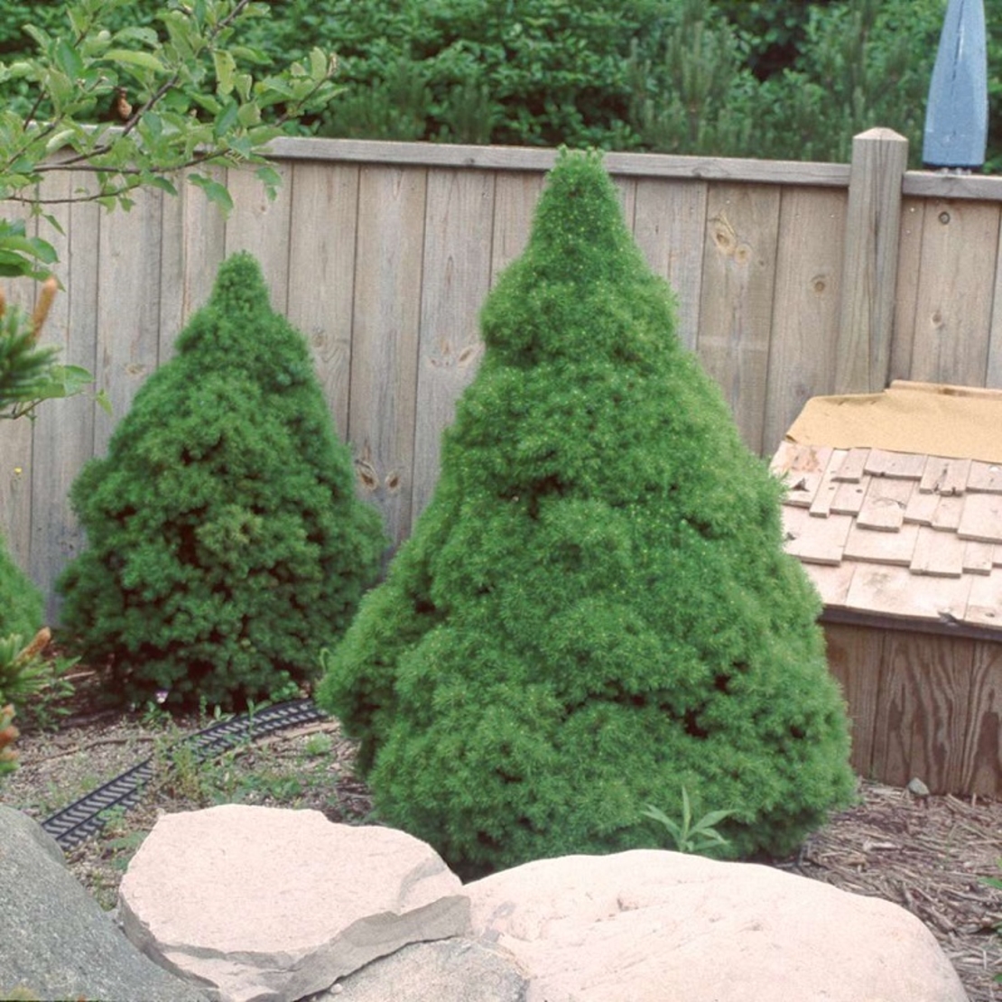 Смърч коника Picea glauca ‘Conica’