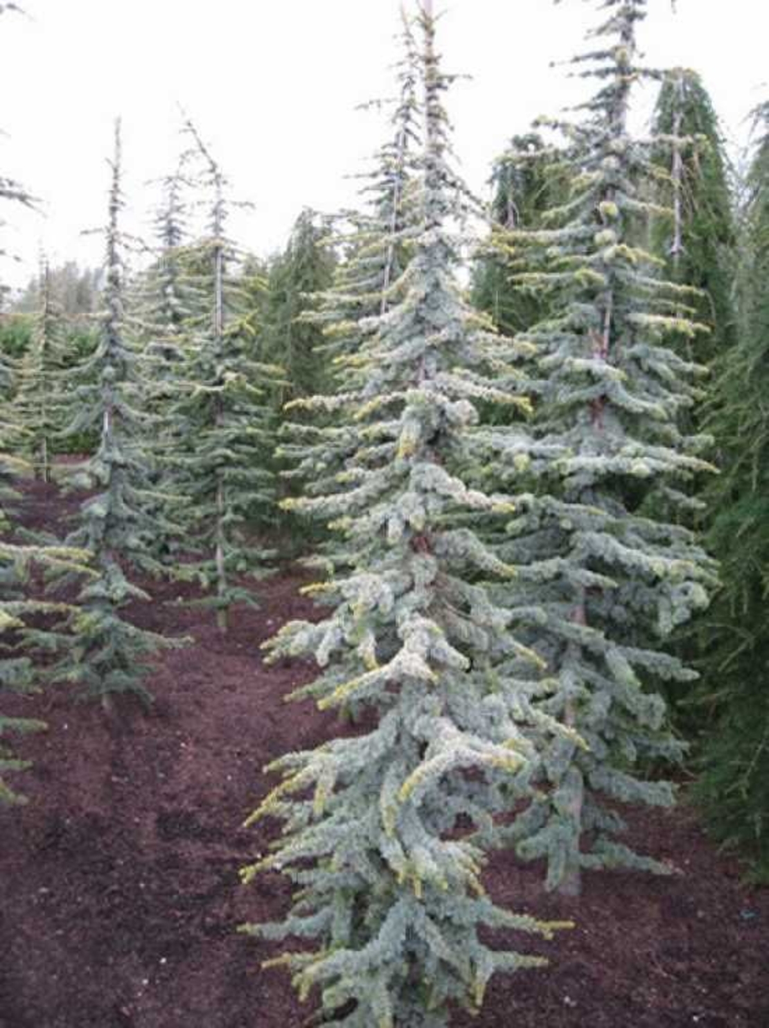 Кедър атласки плачещ ‘Glauca Pendula’ Cedrus atlantica ‘Glauca Pendula’