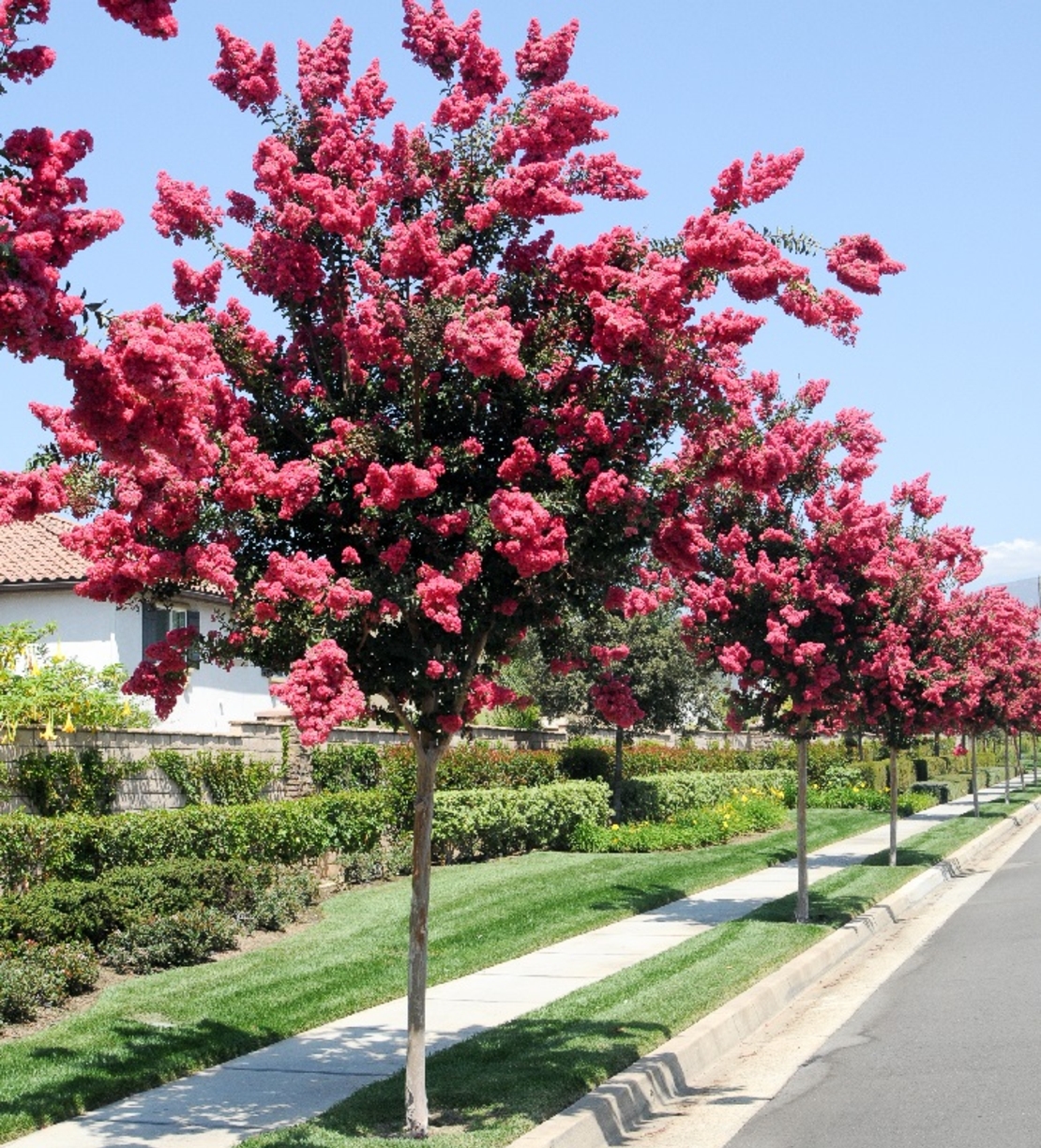 Лагерстремия индийска Lagerstroemia indica