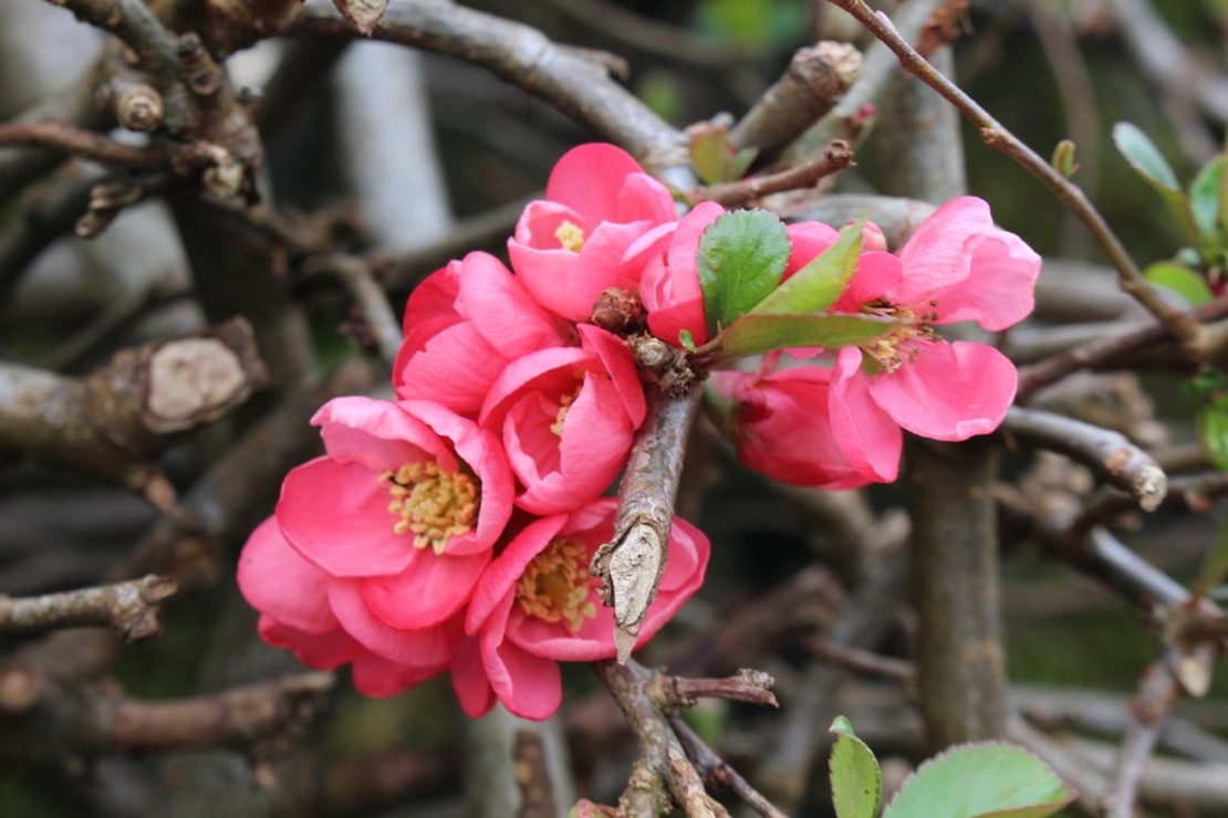 Дюля декоративна ‘Pink Lady’ Chaenomeles japonica ‘Pink Lady’