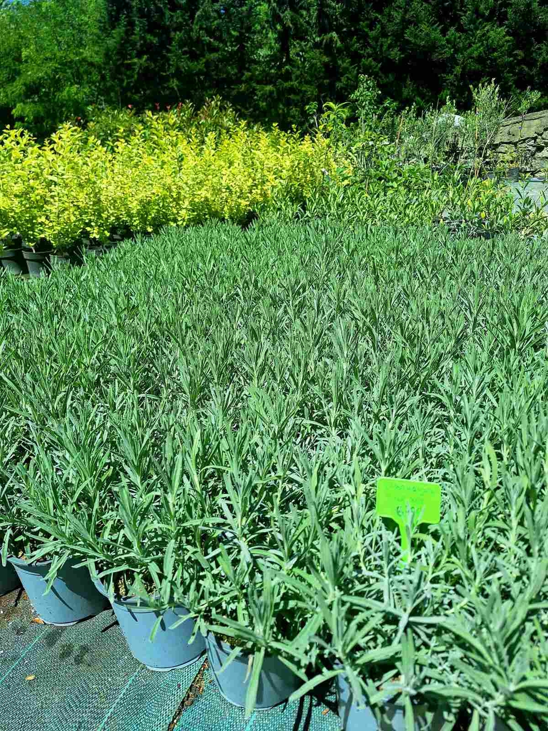 Лавандула ‘Hidcote’ Lavandula angustifolia ‘Hidcote’