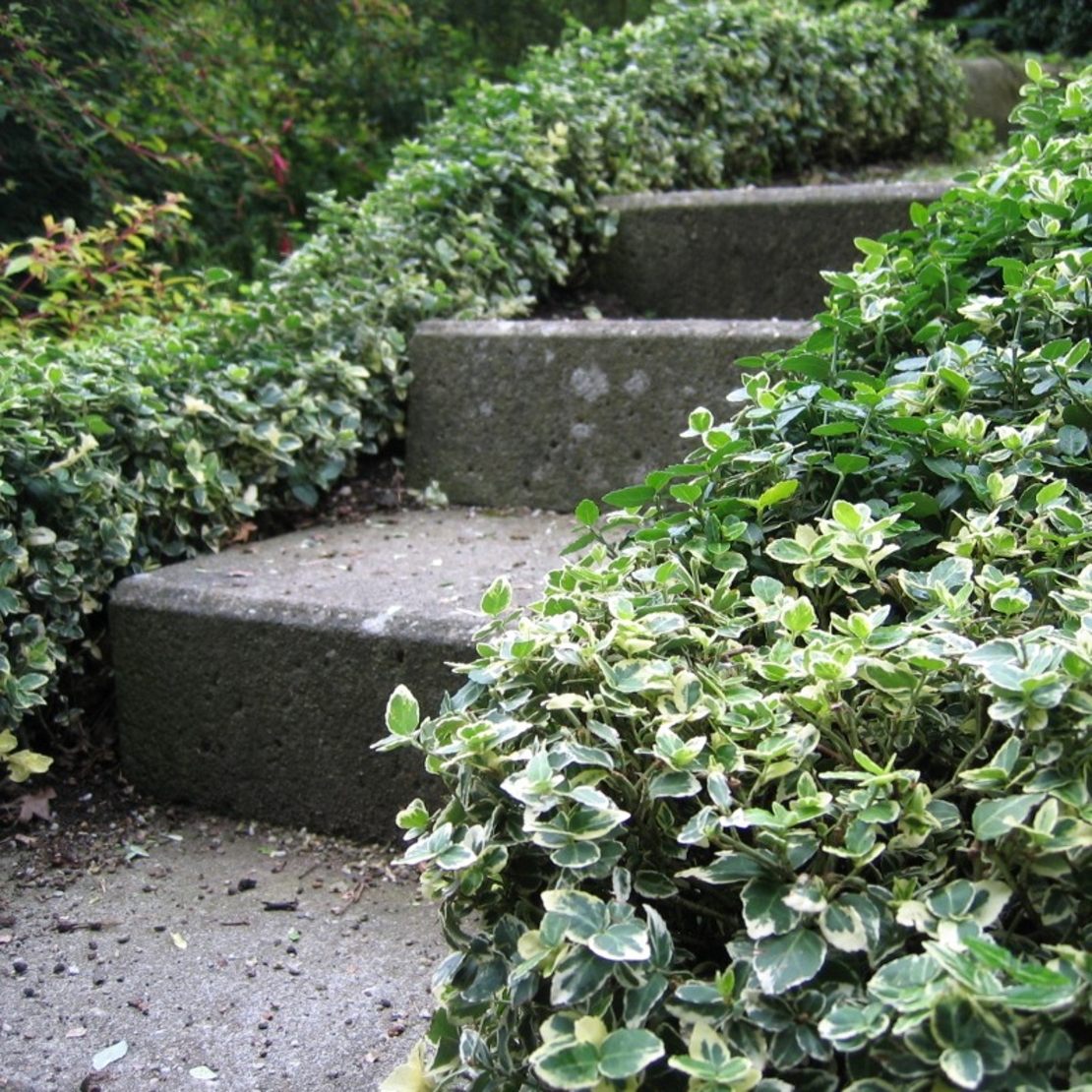 Евонимус ‘Emerald Gaiety’ Euonymus fortunei ‘Emerald Gaiety’