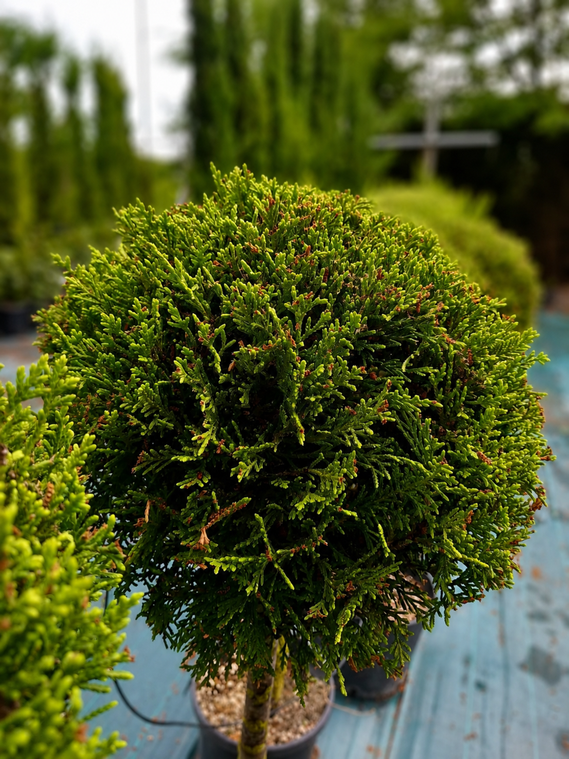 Лейландов кипарис (топка) 'Cupressocyparis leylandii'
