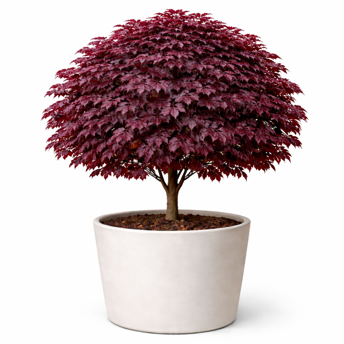 Норвежки клен ‘Royal Red’ Acer platanoides ‘Royal Red’