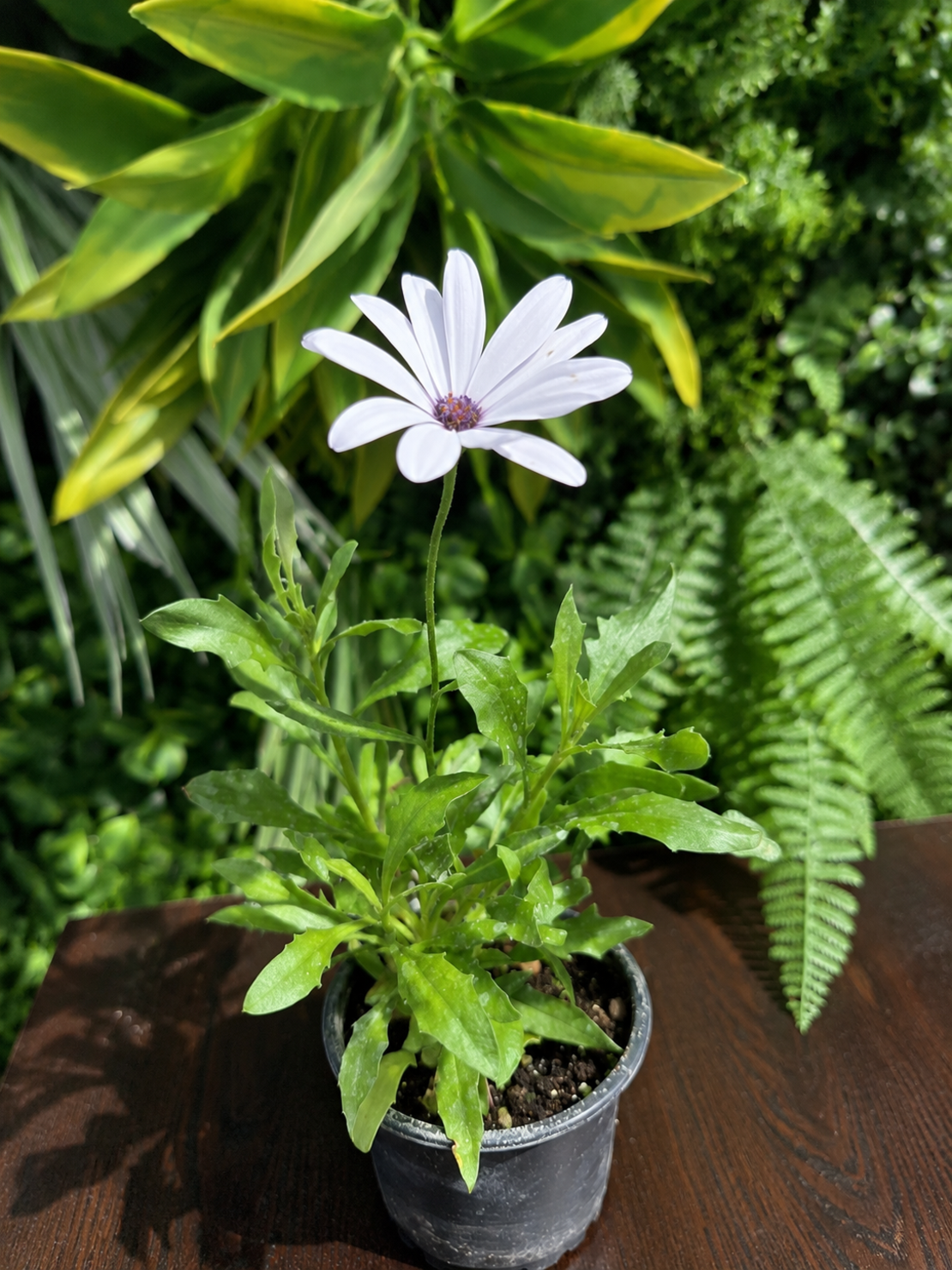 Остеоспермум 'Osteospermum spp.'  (Млад разсад 10см)