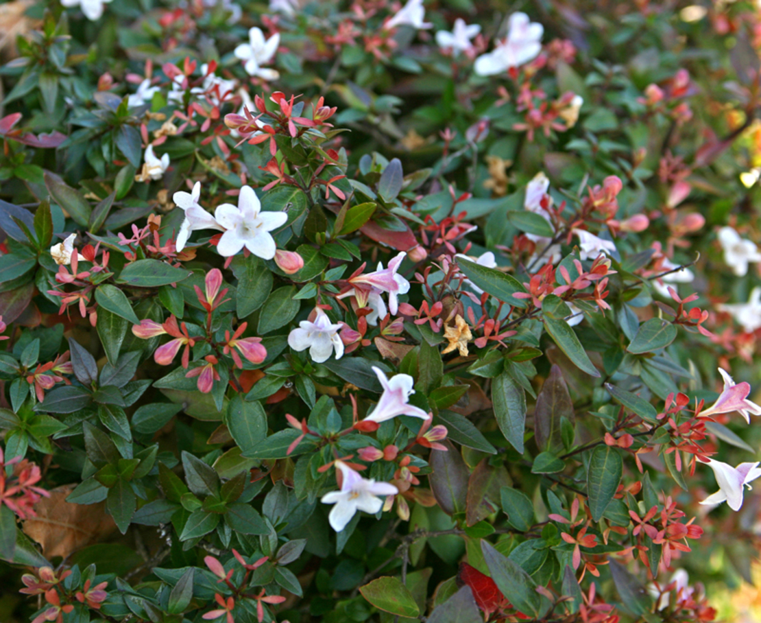 Абелия (голямоцветна) Abelia × grandiflora