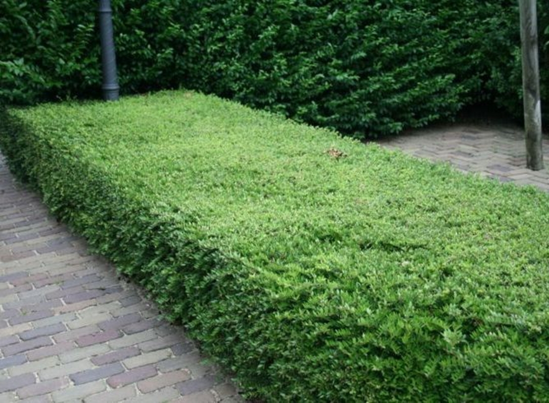 Орлов нокът постилащ се Lonicera pileata