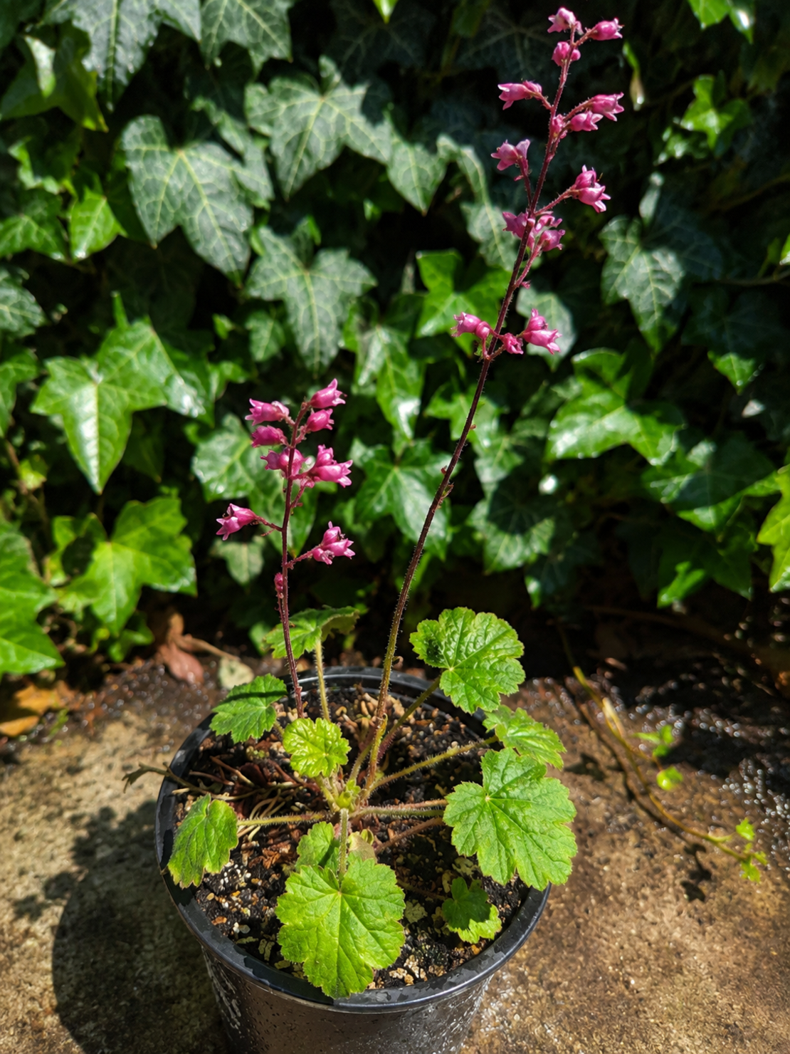 Хойхера  'Heuchera spp.'