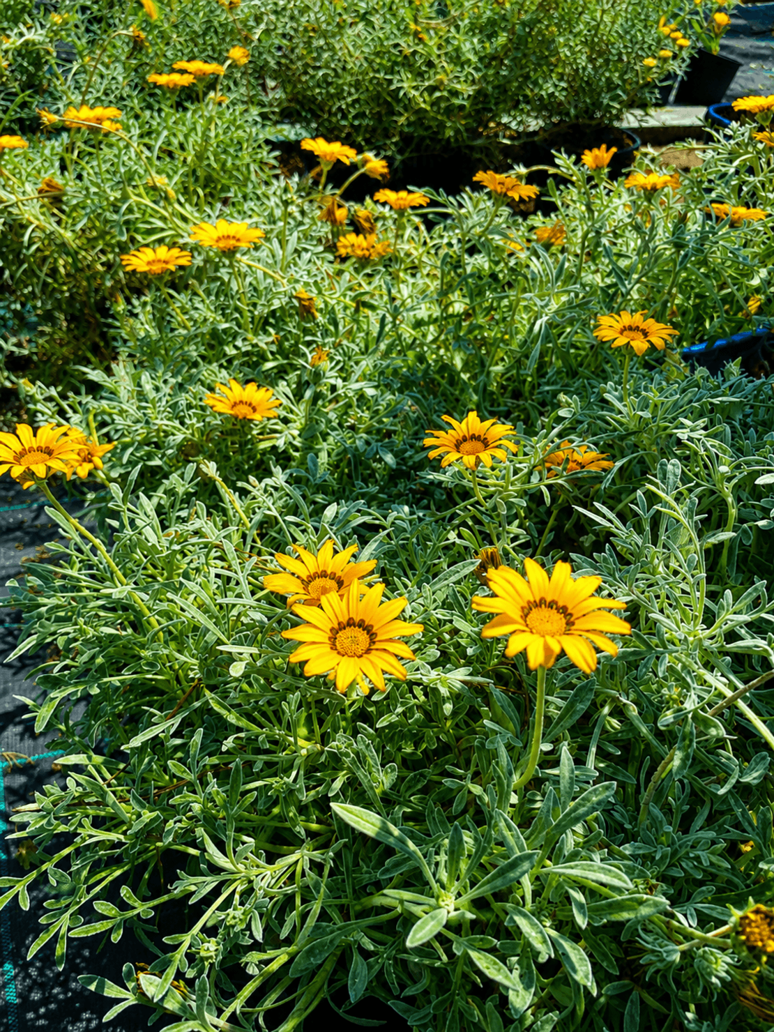Газания 'Gazania spp.'