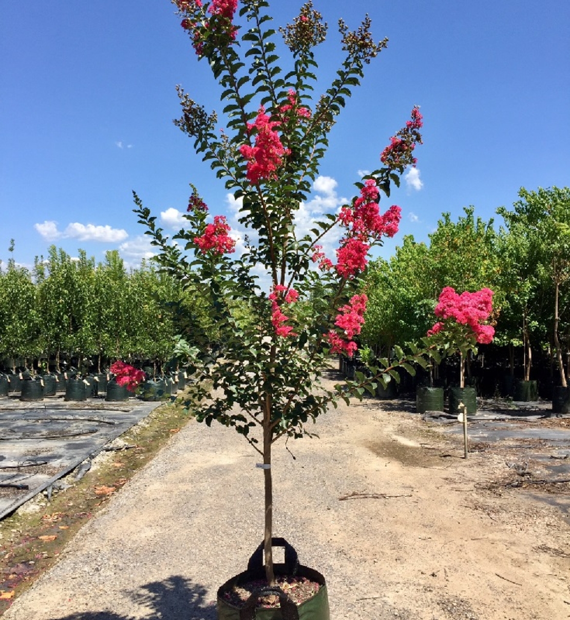 Лагерстремия индийска Lagerstroemia indica