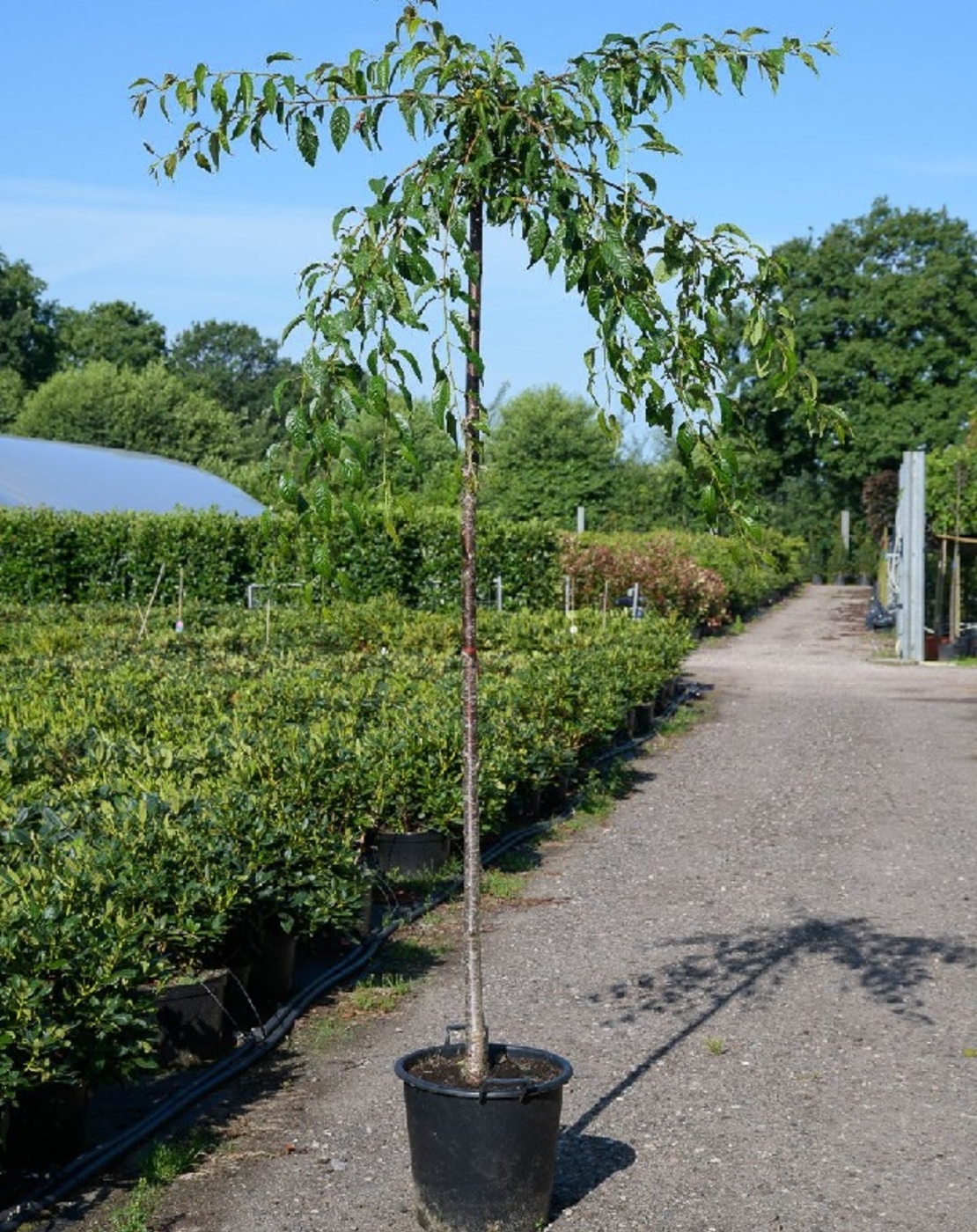 Японска вишна ‘Kiku-shidare-zakura’ Prunus serrulata ‘Kiku-shidare-zakura’