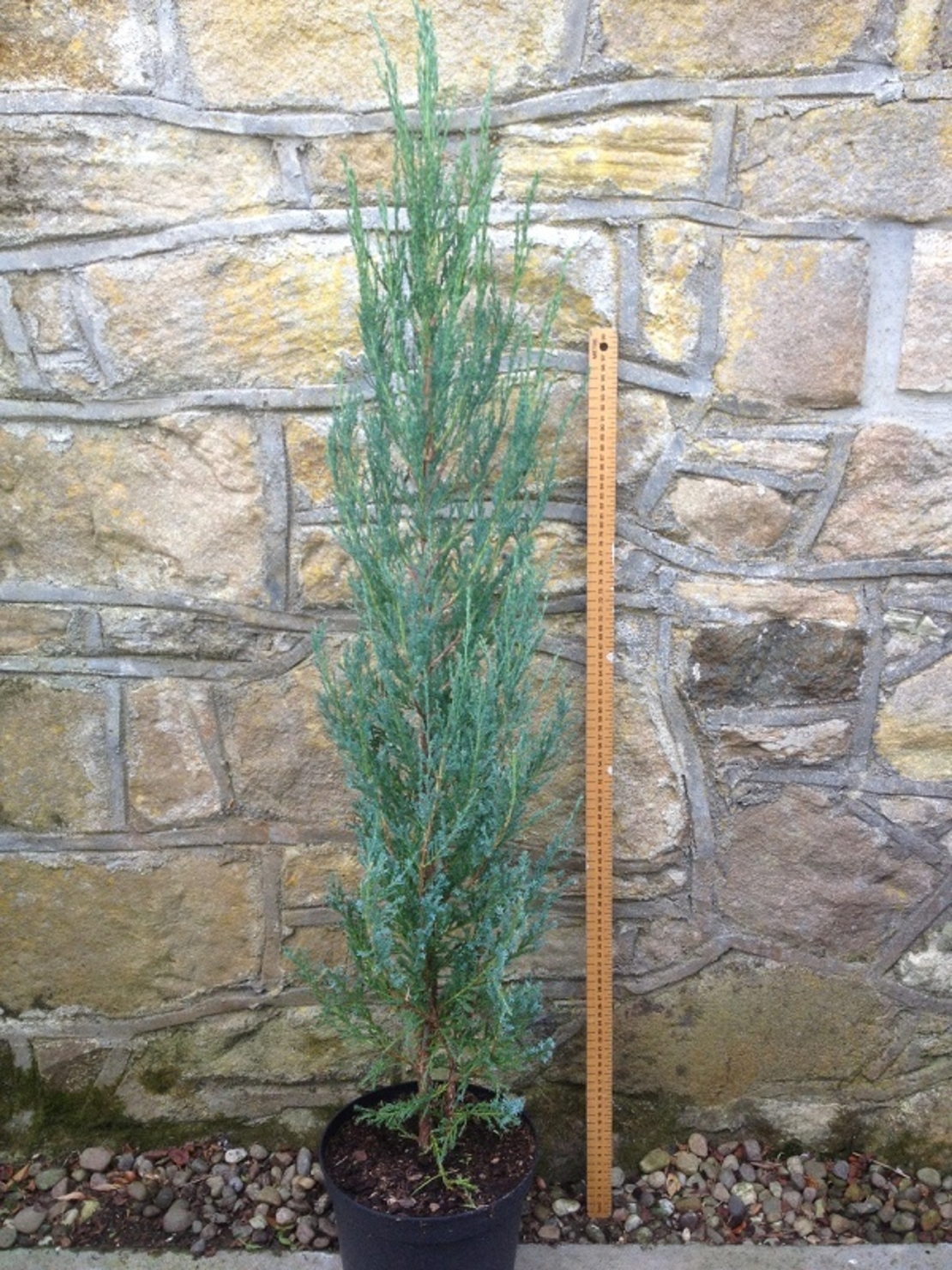 Хвойна скална ‘Blue Arrow’ Juniperus scopulorum ‘Blue Arrow’