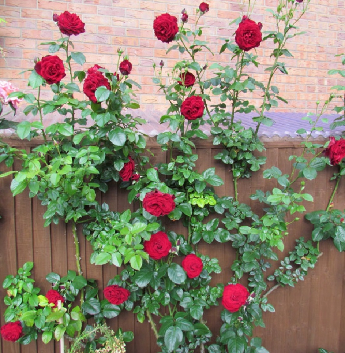 Роза катерлива Rosa (climbing hybrids)