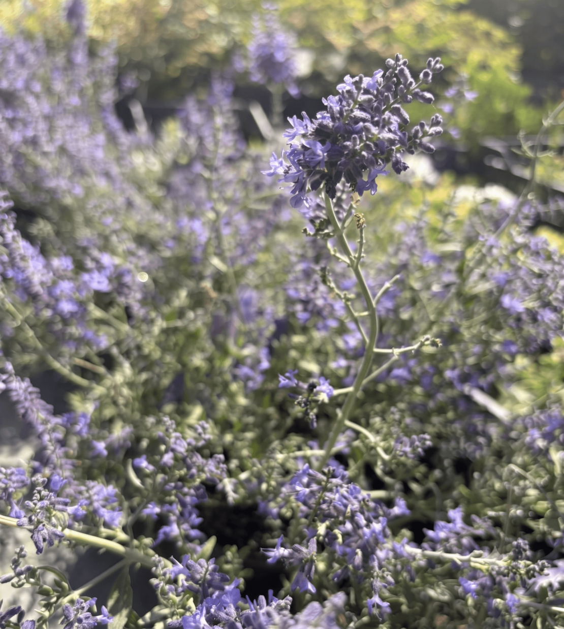 Перовския ‘Blue Spire’  | Perovskia atriplicifolia ‘Blue Spire’