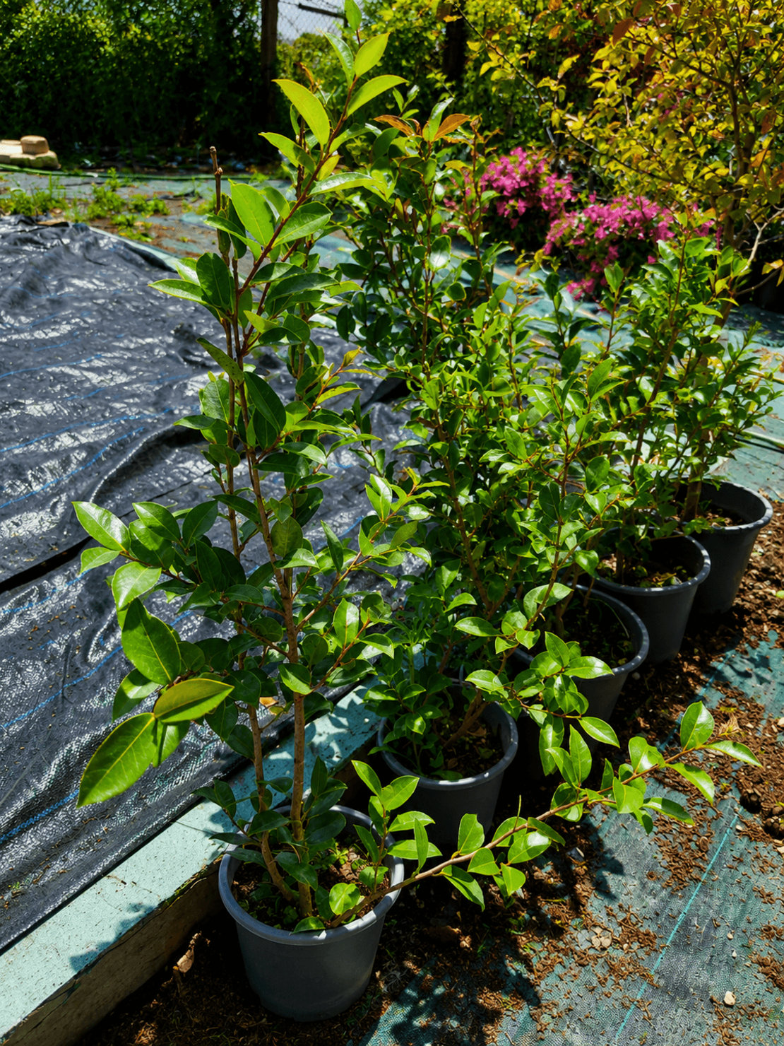 Камелия 'Camellia japonica'