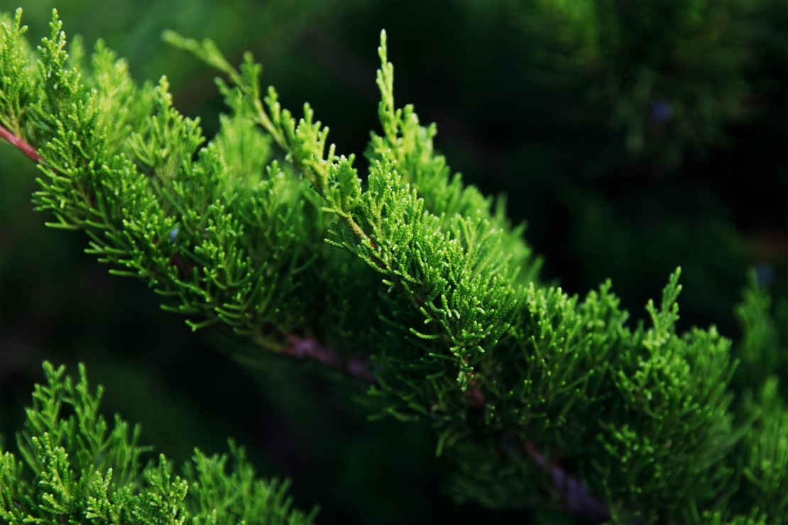 Хвойна, Смрика, Юниперус Минт Джулеп	Juniperus chinensis 
