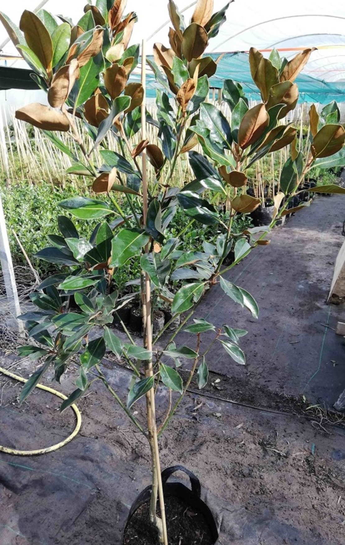 Магнолия ‘Little Gem’ Magnolia grandiflora ‘Little Gem’