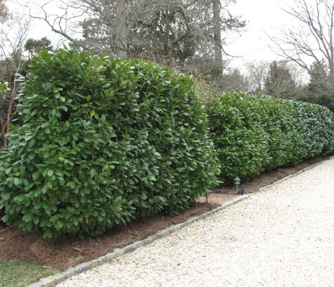 Лавровишня ‘Novita’ Prunus laurocerasus ‘Novita’