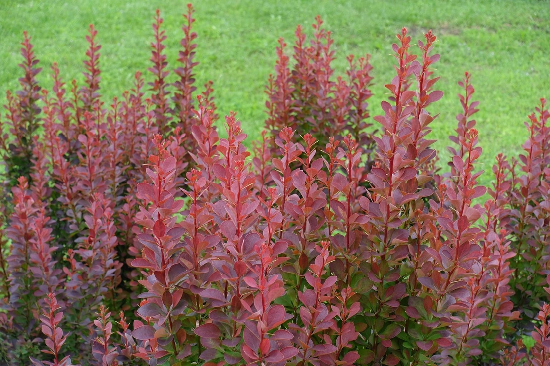 Берберис тъмночервен	Berberis Atropurpurea