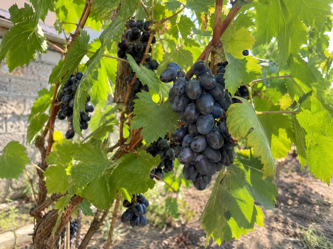 Лоза „Black Magic“ Vitis vinifera ‘Black Magic’