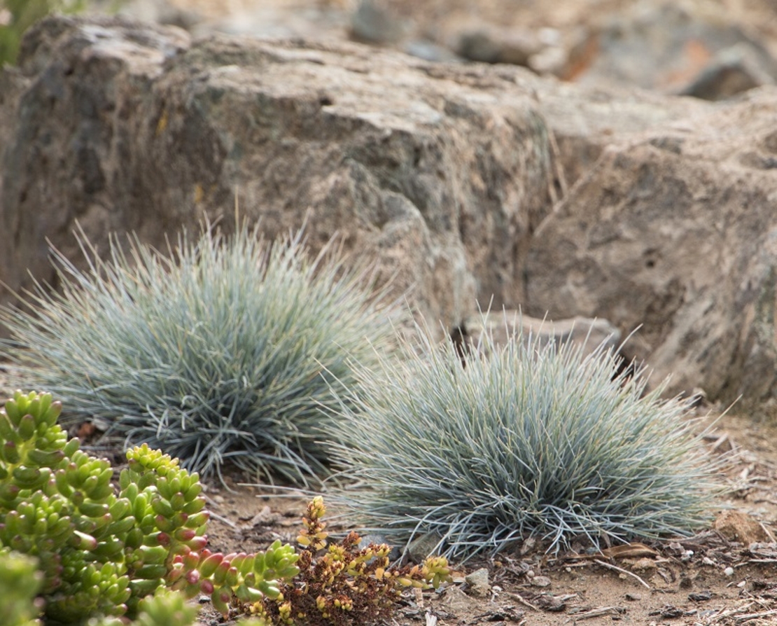 Фестука ‘Glauca’ Festuca glauca
