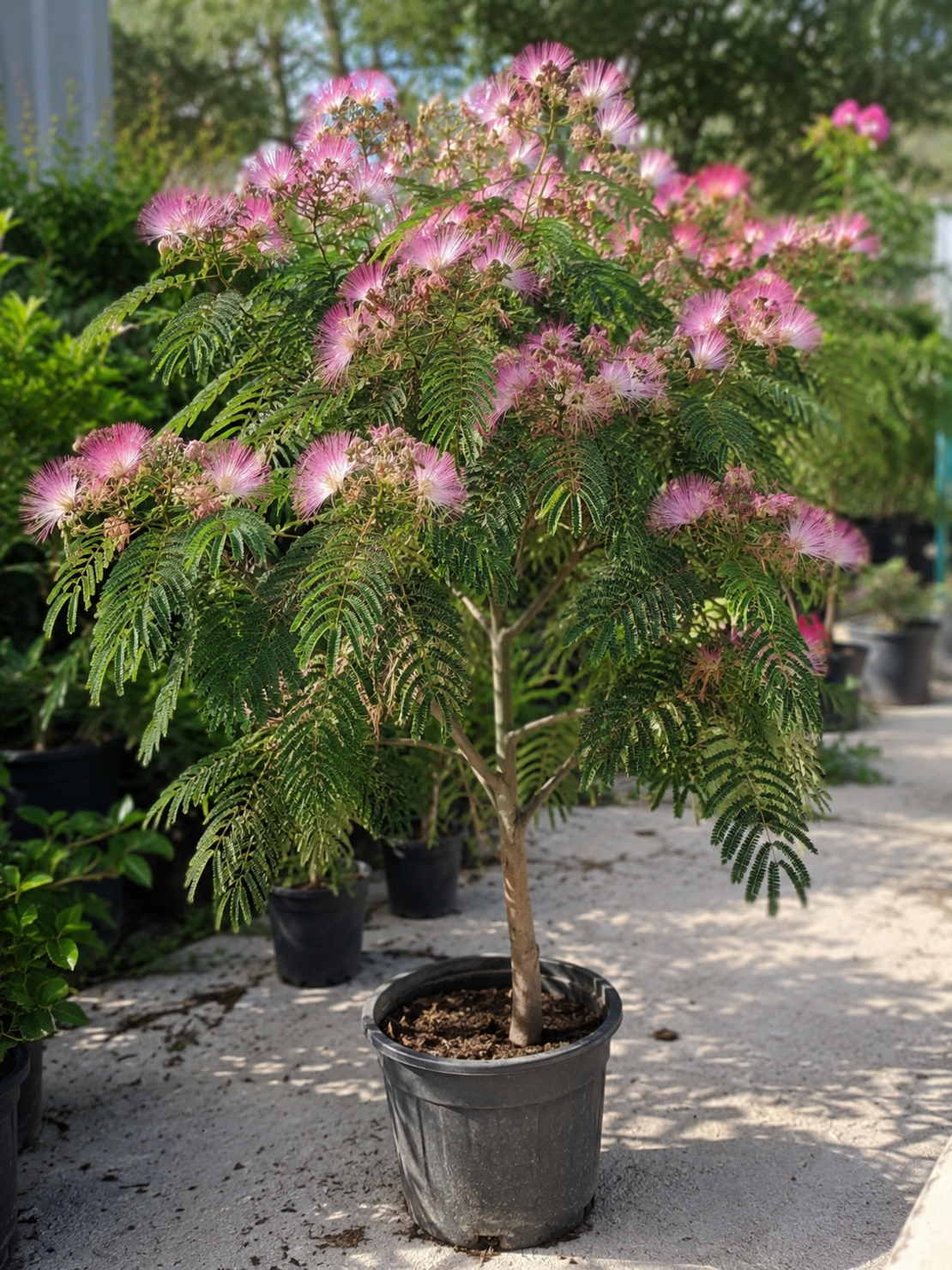 Албиция / Копринено дърво 'Albizia julibrissin'