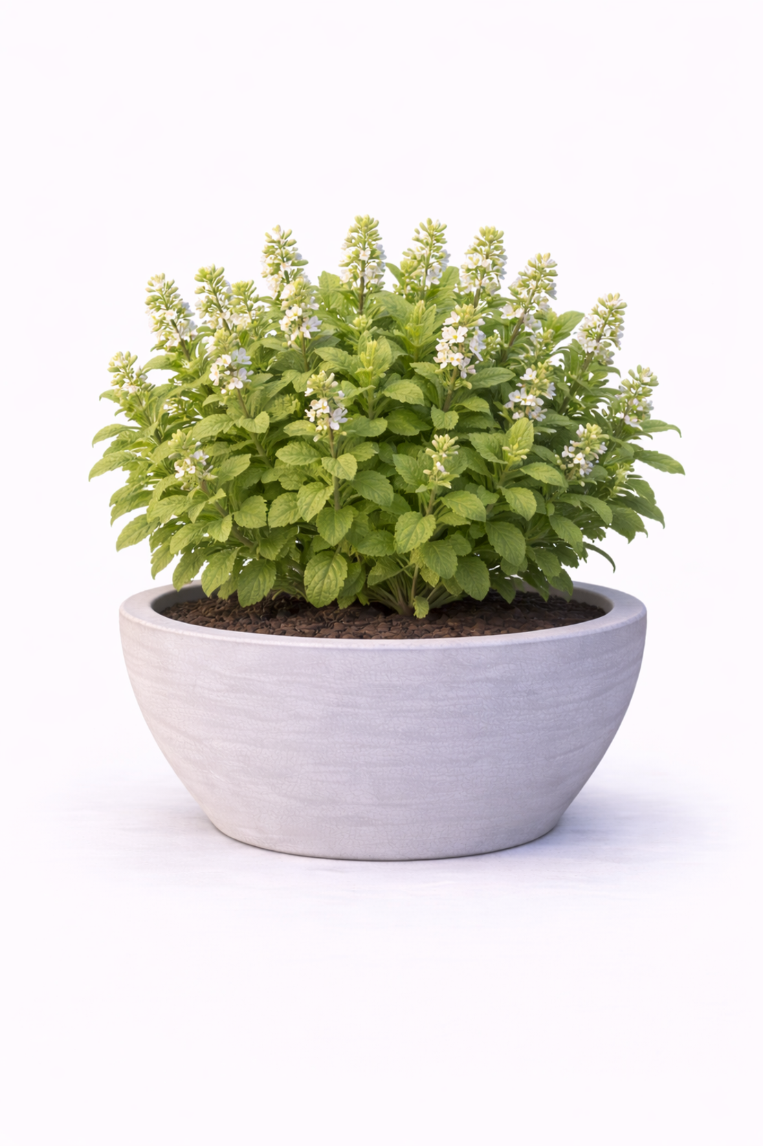 Маточина Melissa officinalis