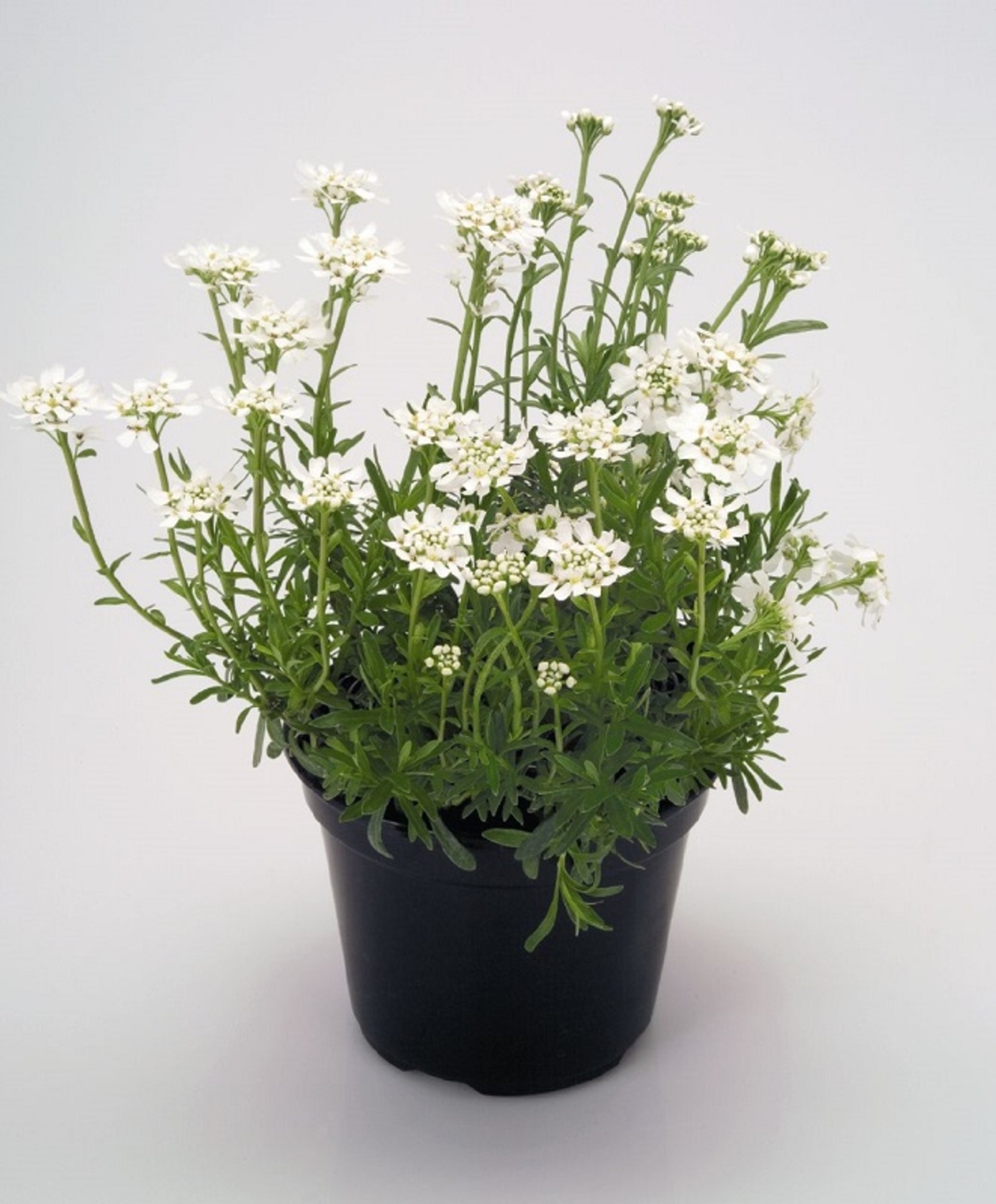 Иберис Iberis sempervirens