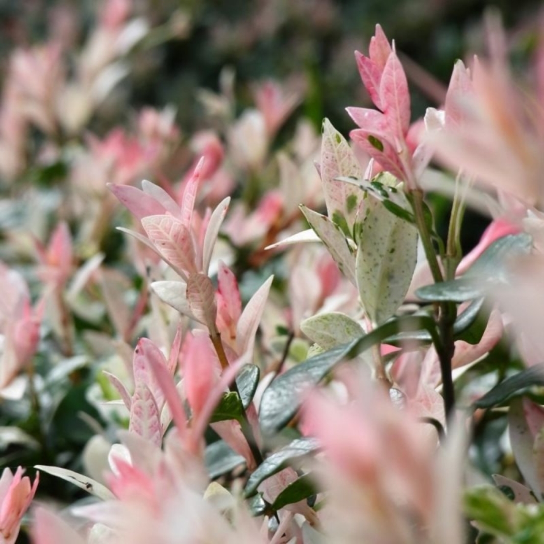 Върба ‘Hakuro Nishiki’ Salix integra ‘Hakuro Nishiki’