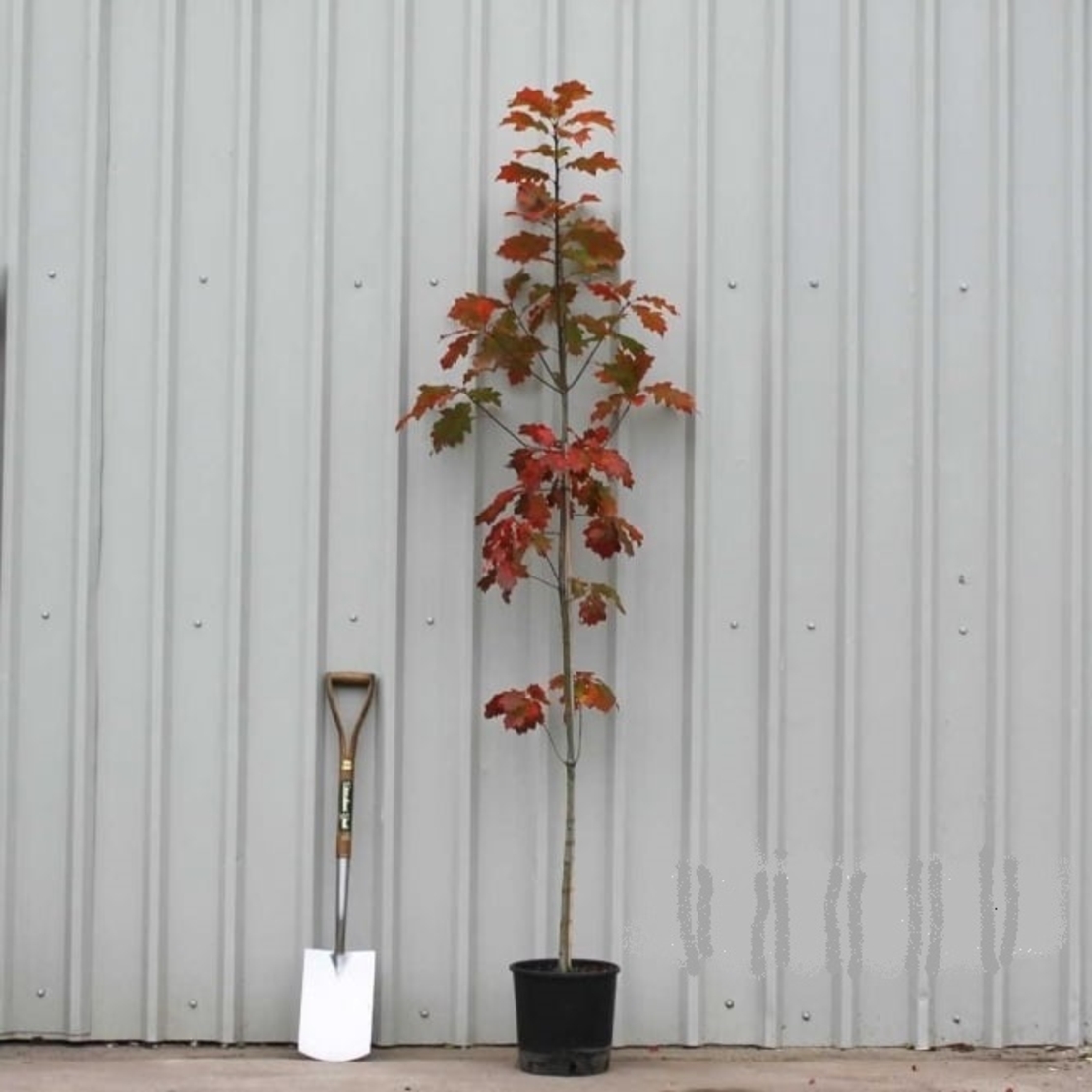 Червен дъб Quercus rubra