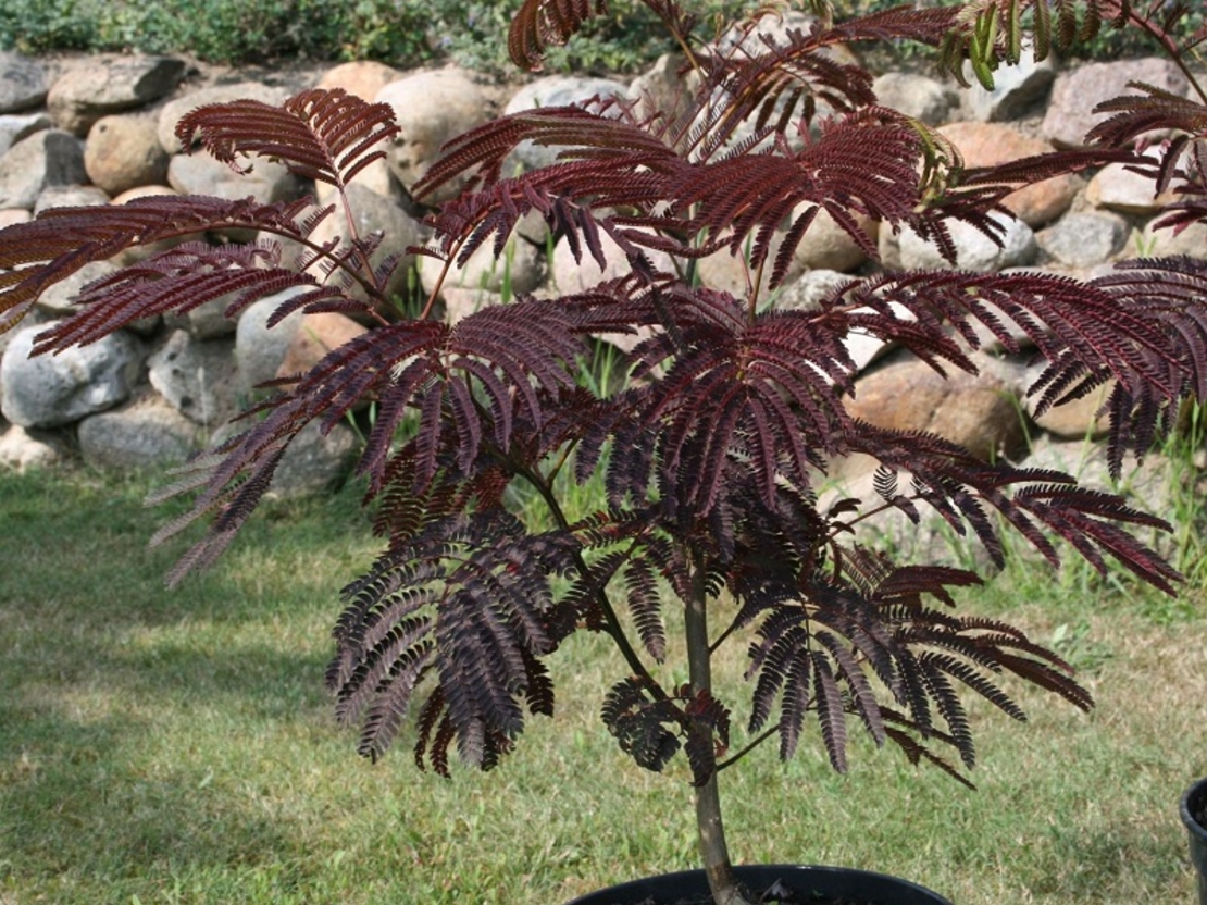 Албиция ‘Summer Chocolate’ Albizia julibrissin ‘Summer Chocolate’
