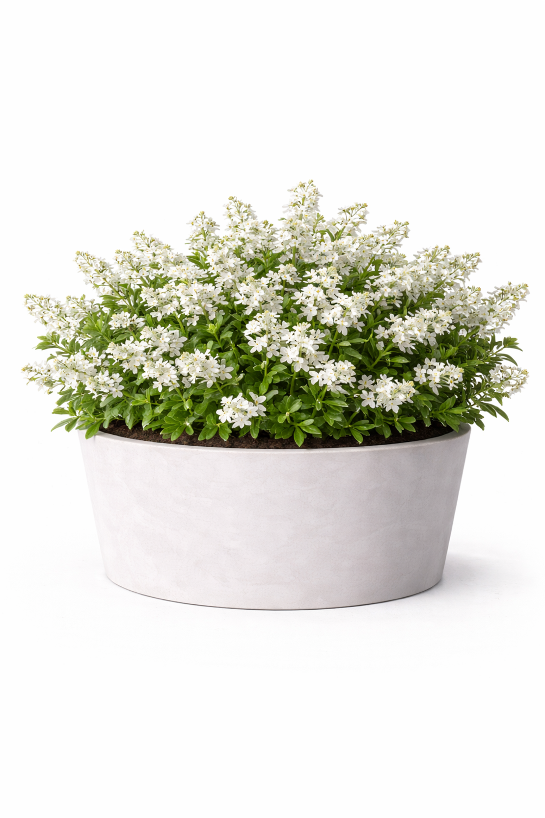 Дейция ‘Nikko’ Deutzia gracilis ‘Nikko’