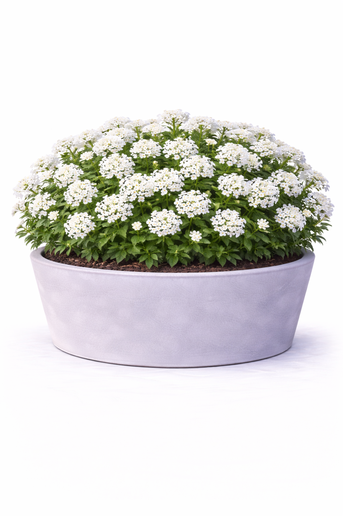 Иберис Iberis sempervirens