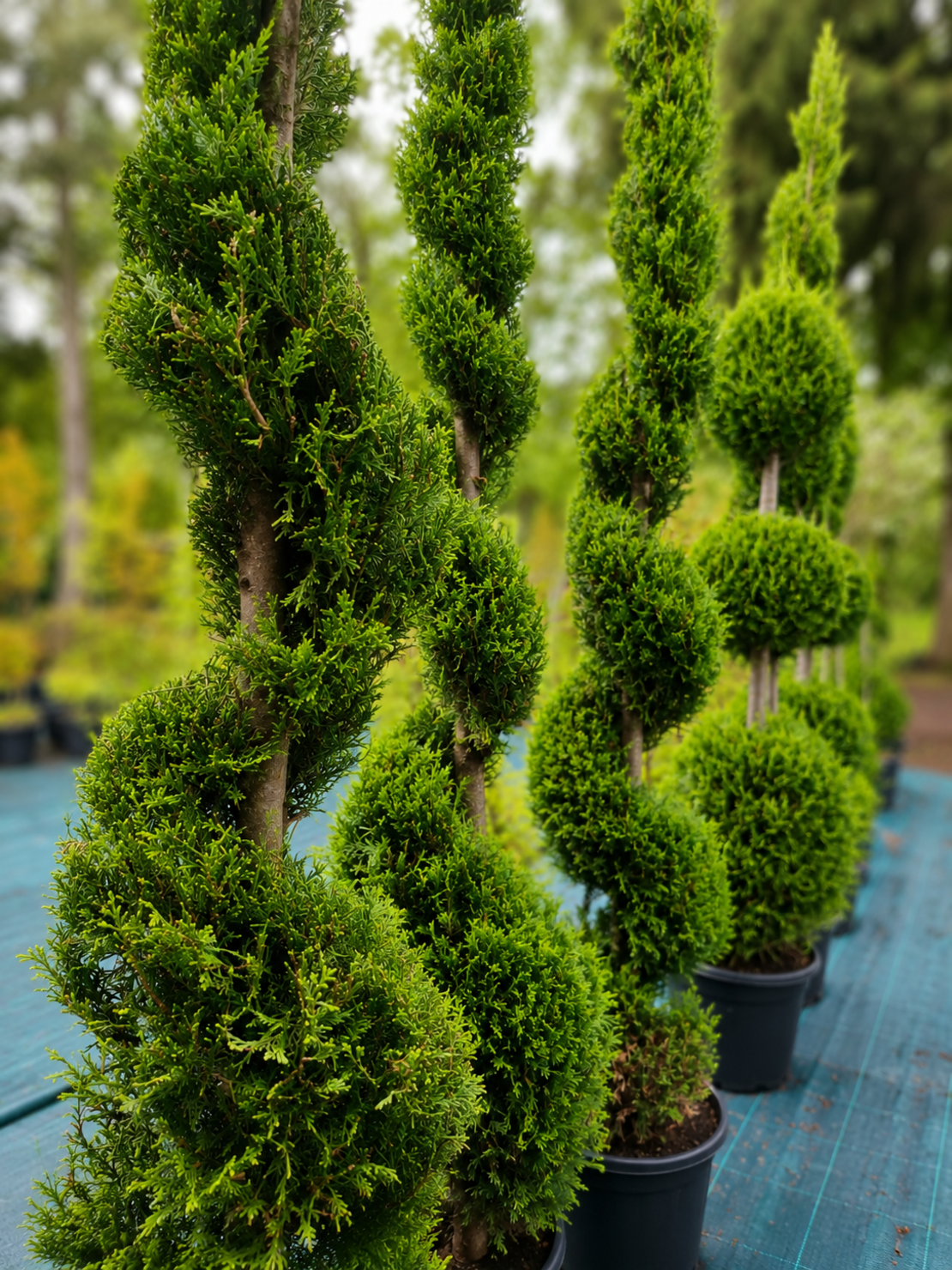 Лейландов кипарис (спирала) 'Cupressocyparis leylandii'