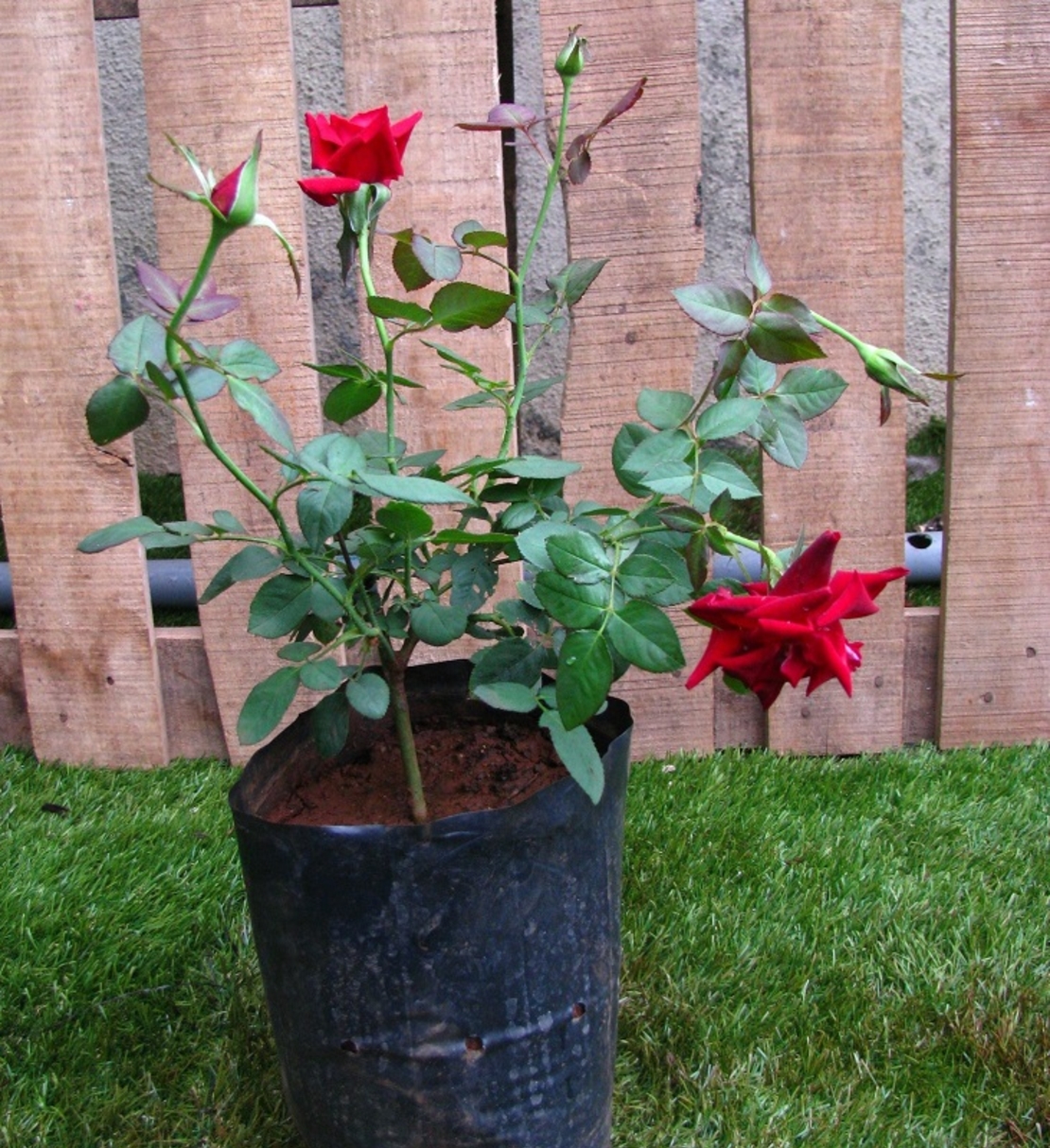 Роза катерлива Rosa (climbing hybrids)