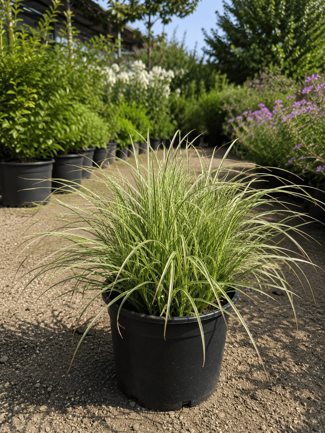 Мискантус ‘Morning Light’ Miscanthus sinensis ‘Morning Light’