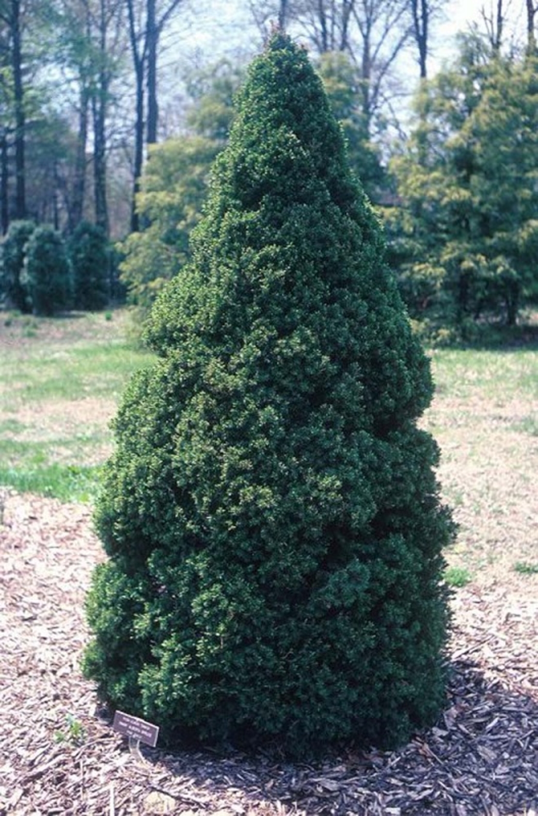Смърч коника Picea glauca ‘Conica’
