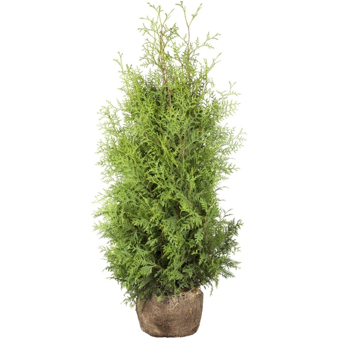 Туя ‘Brabant’ Thuja occidentalis ‘Brabant’