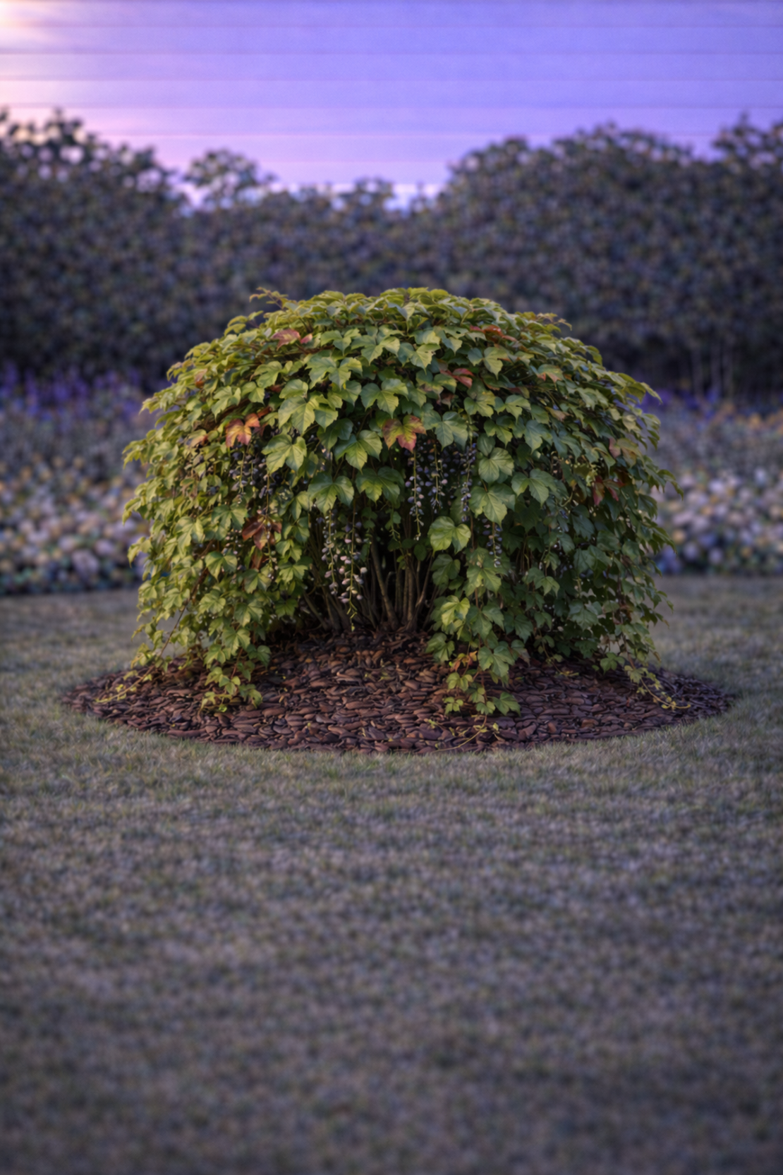 Дива лоза трисеменна Parthenocissus tricuspidata