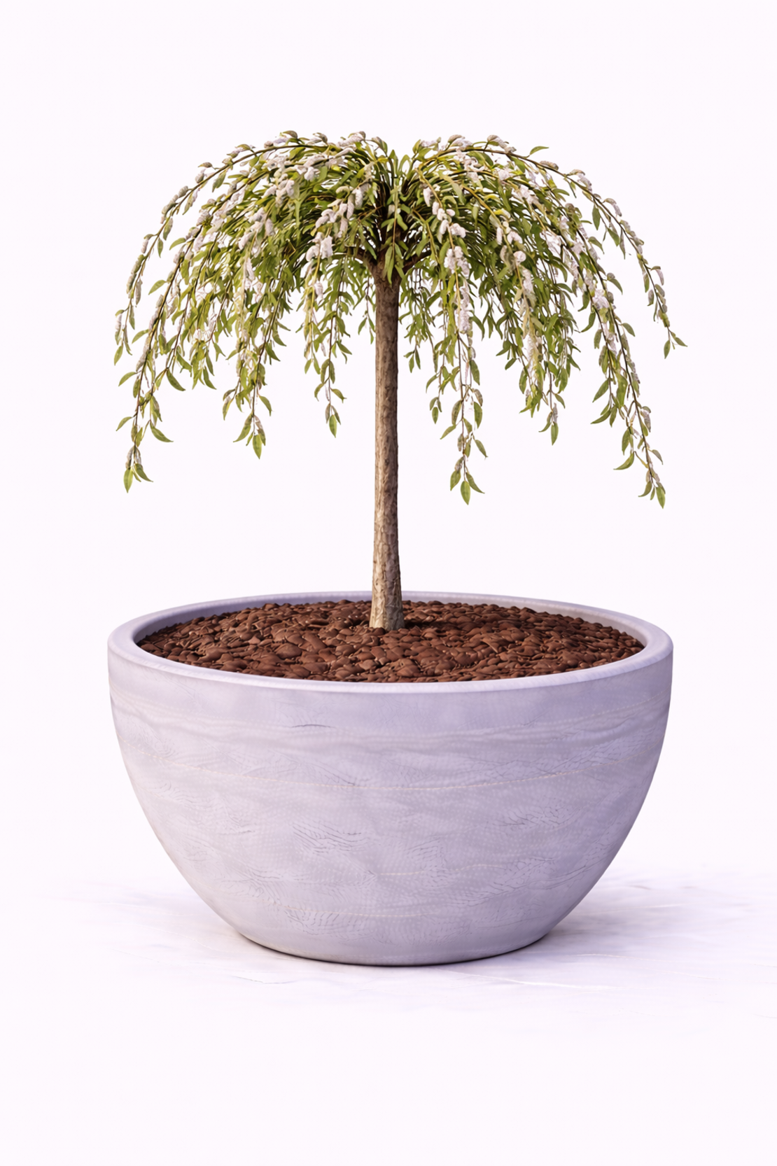 Върба плачеща ‘Kilmarnock’ Salix caprea ‘Kilmarnock’