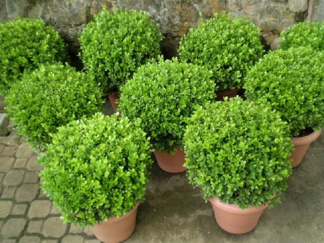 Чемшир (обикновен) Buxus sempervirens