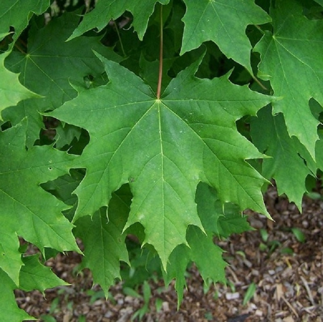Норвежки клен ‘Globosum’ Acer platanoides ‘Globosum’