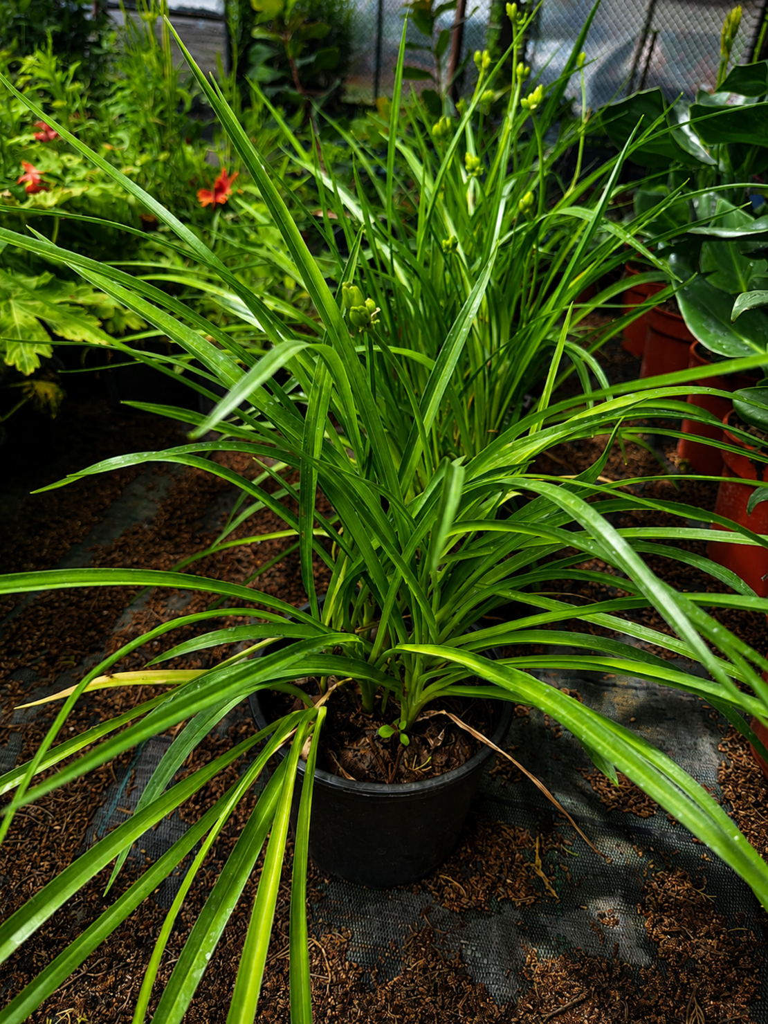 Хемерокалис   'Hemerocallis spp.'