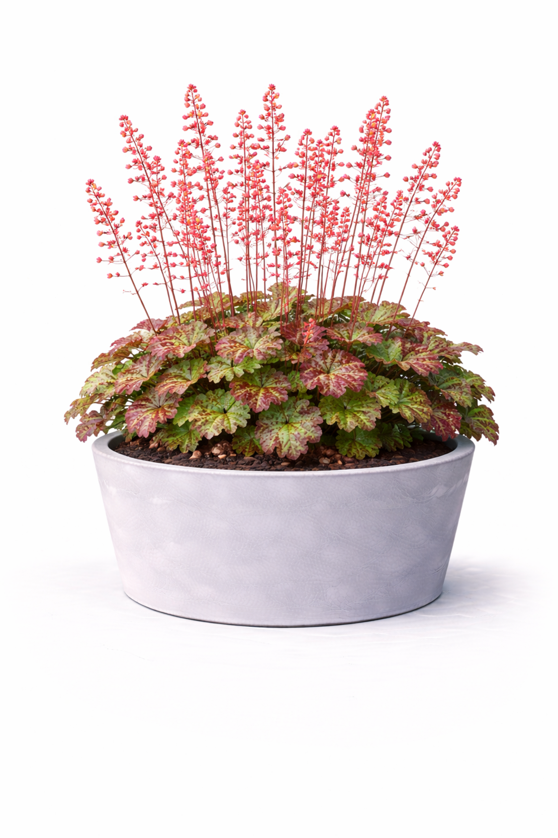 Хойхера (коралокамбанка) Heuchera sanguinea
