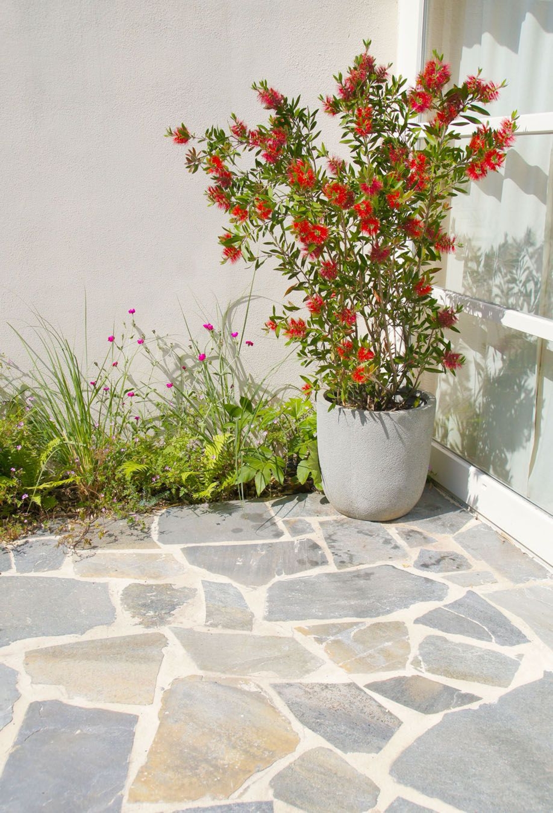 Калистемон (червен) Callistemon citrinus