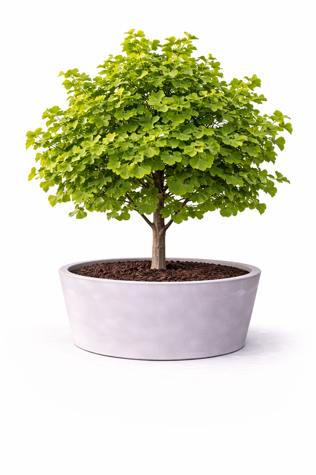 Гинко билоба Ginkgo biloba