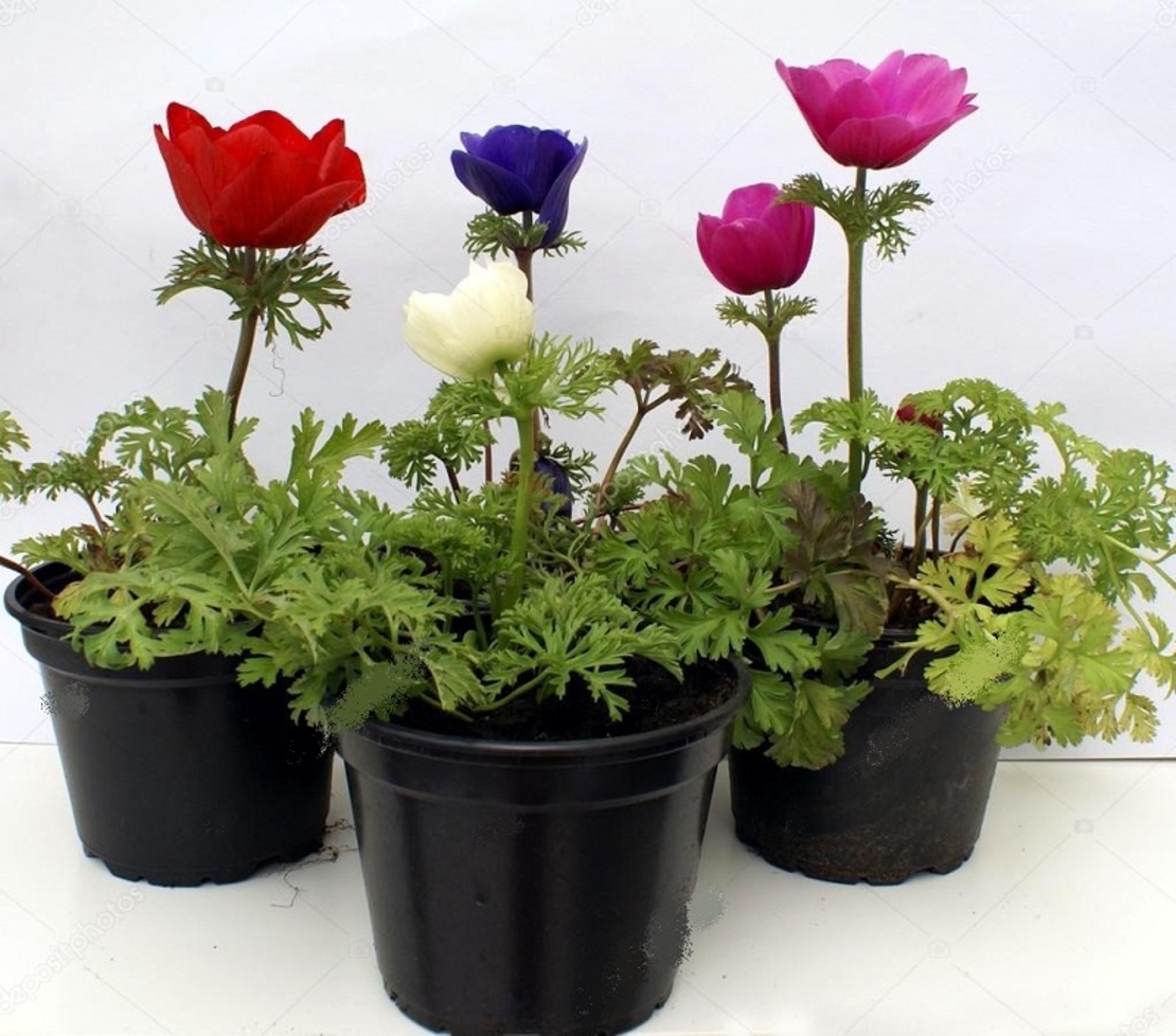 Анемония (коронария) Anemone coronaria