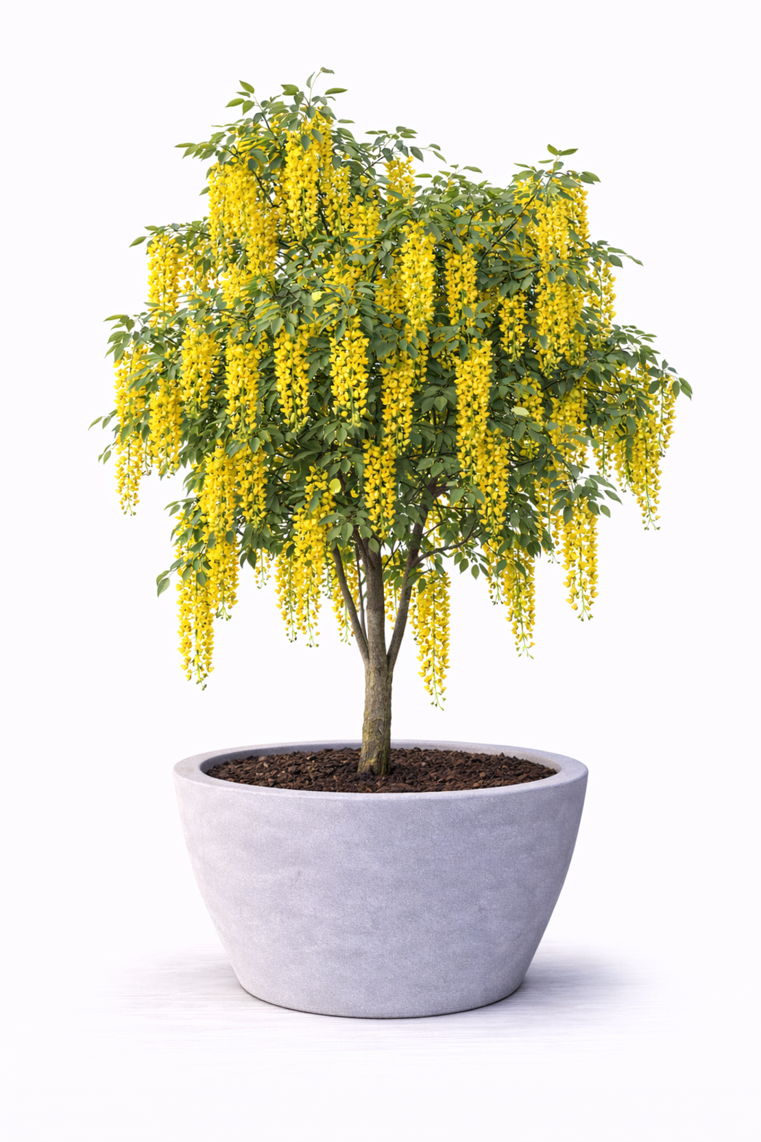 Лабурнум (златен дъжд) Laburnum anagyroides